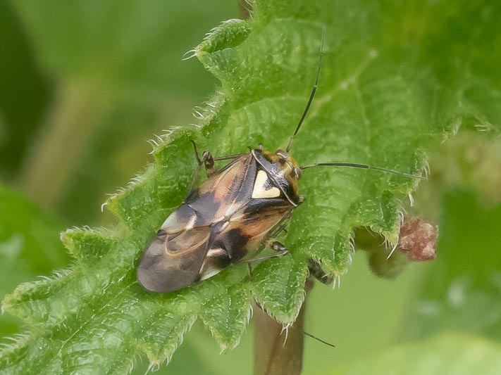 Lygus sp (poss Lygus pratensis).jpg